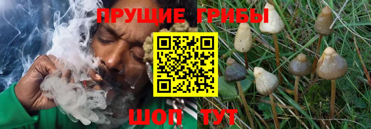 Псилоцибиновые грибы MAGIC MUSHROOMS Богородицк